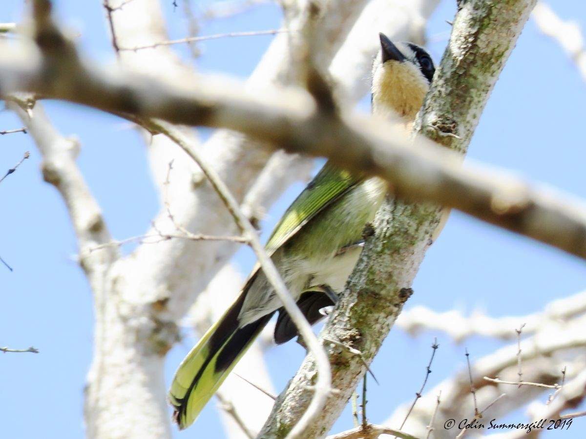 Olive Bushshrike - ML623867369