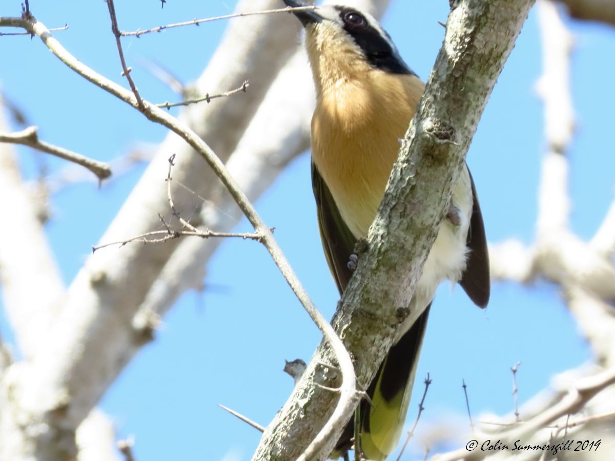 Olive Bushshrike - ML623867370