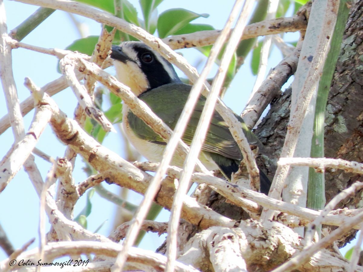 Olive Bushshrike - ML623867371