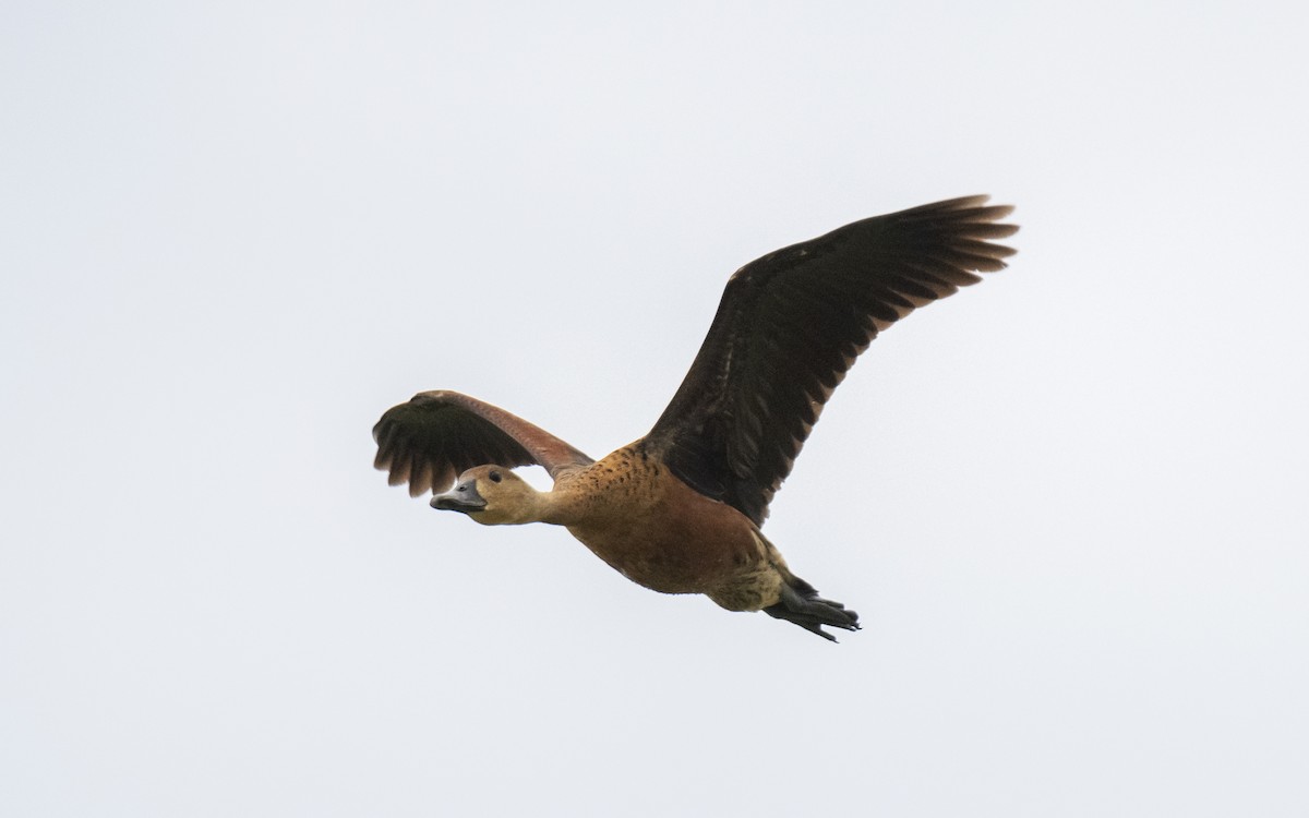 Wandering Whistling-Duck - ML623867374