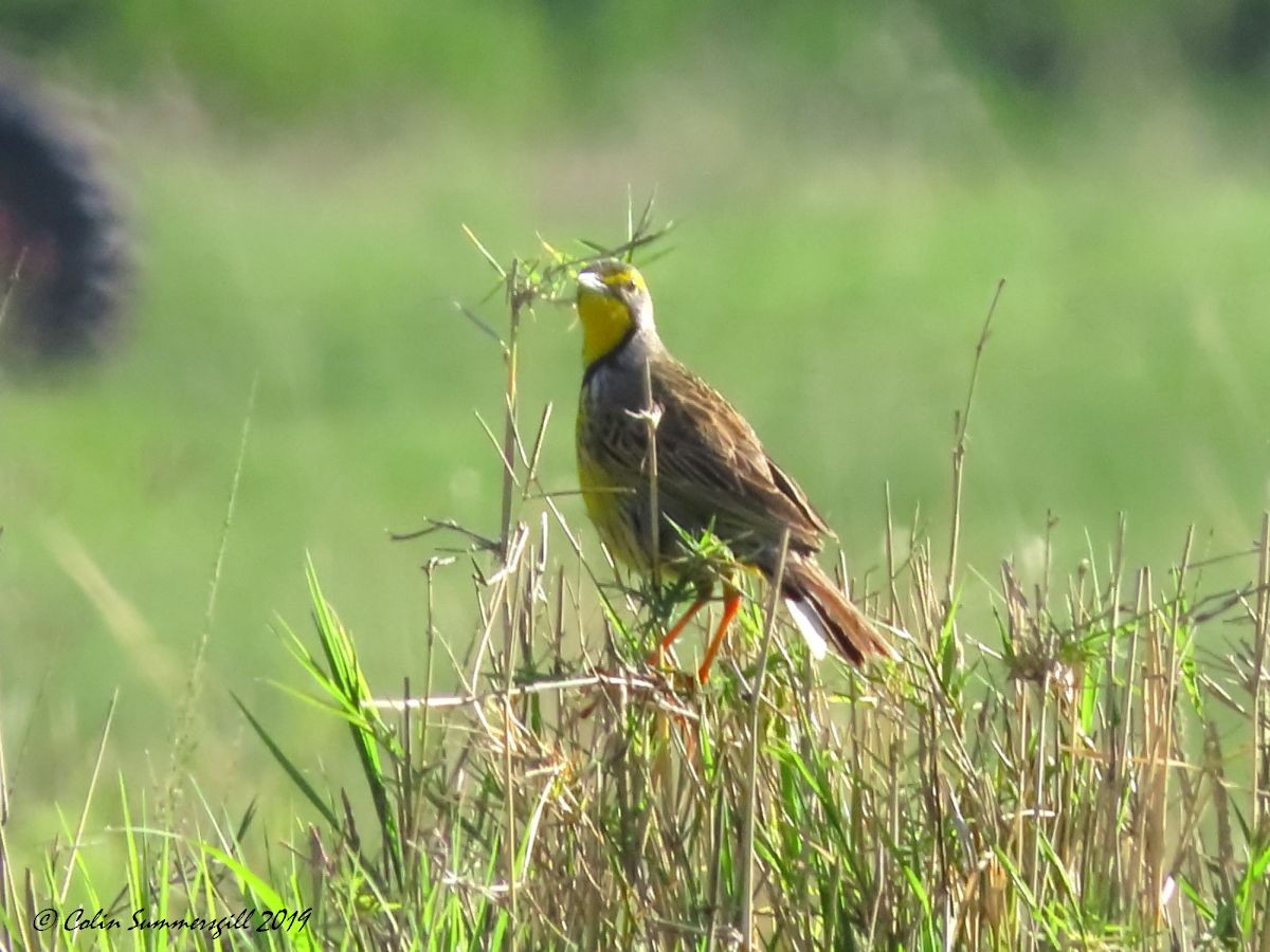 Yellow-throated Longclaw - ML623867389