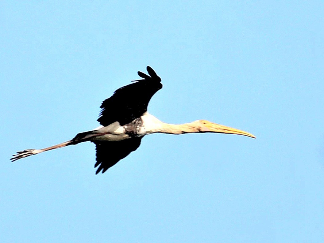 Painted Stork - ML623867393