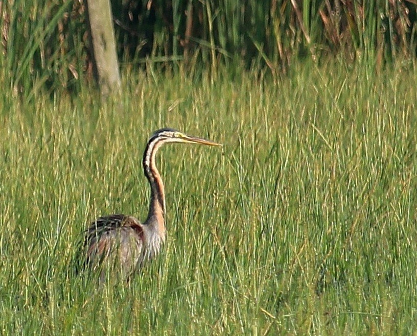 Purple Heron - Dr Nandini Patil