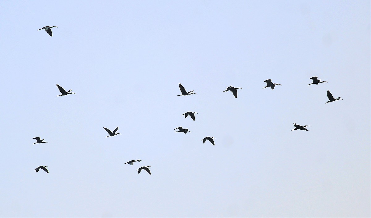 Glossy Ibis - ML623867399