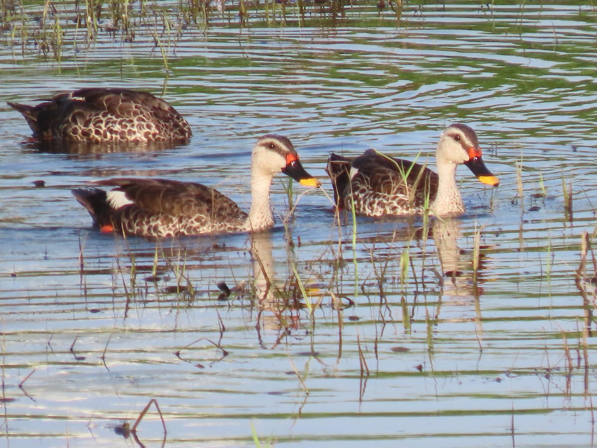 Indian Spot-billed Duck - ML623867405