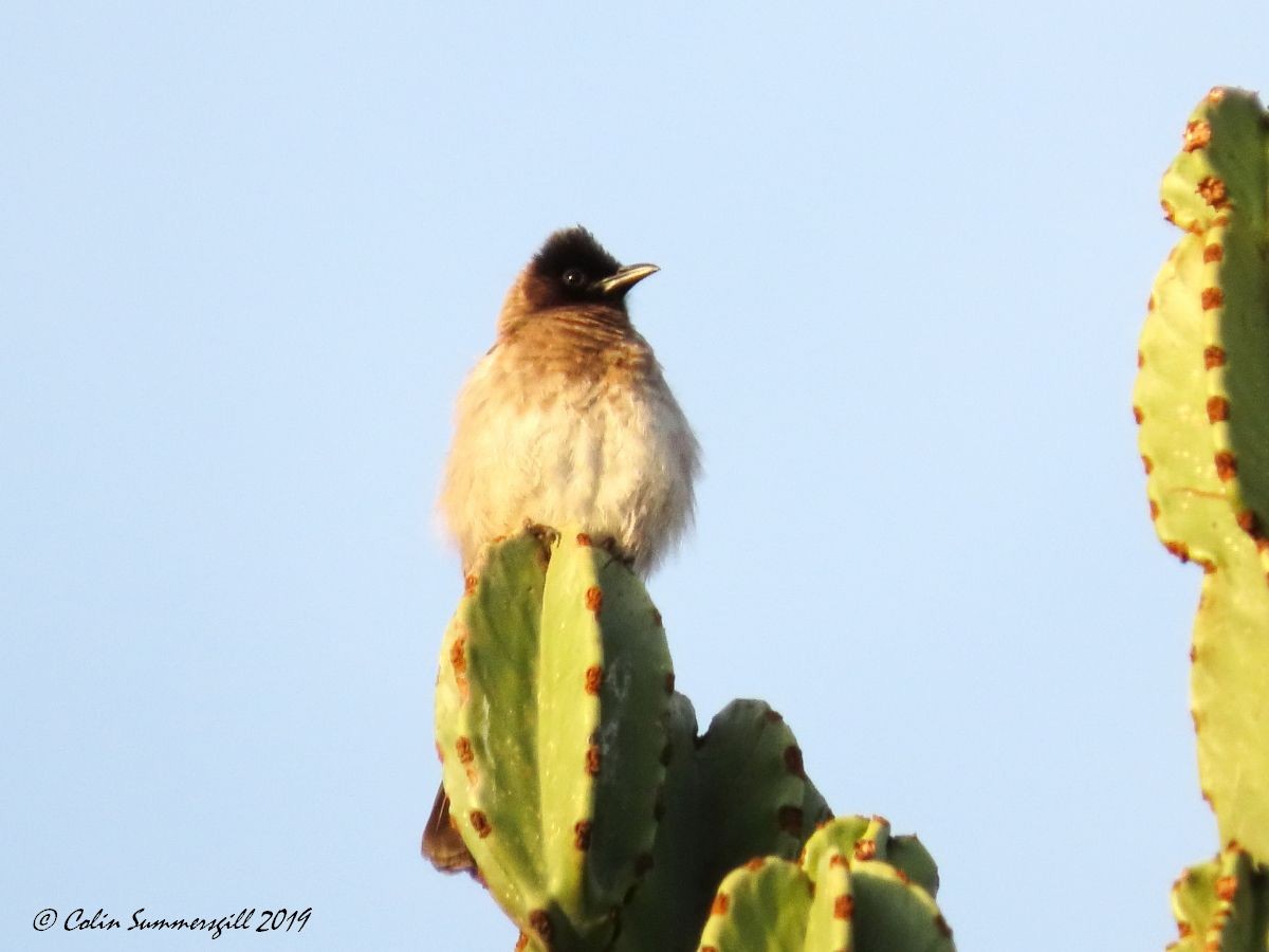 Common Bulbul (Dark-capped) - ML623867406