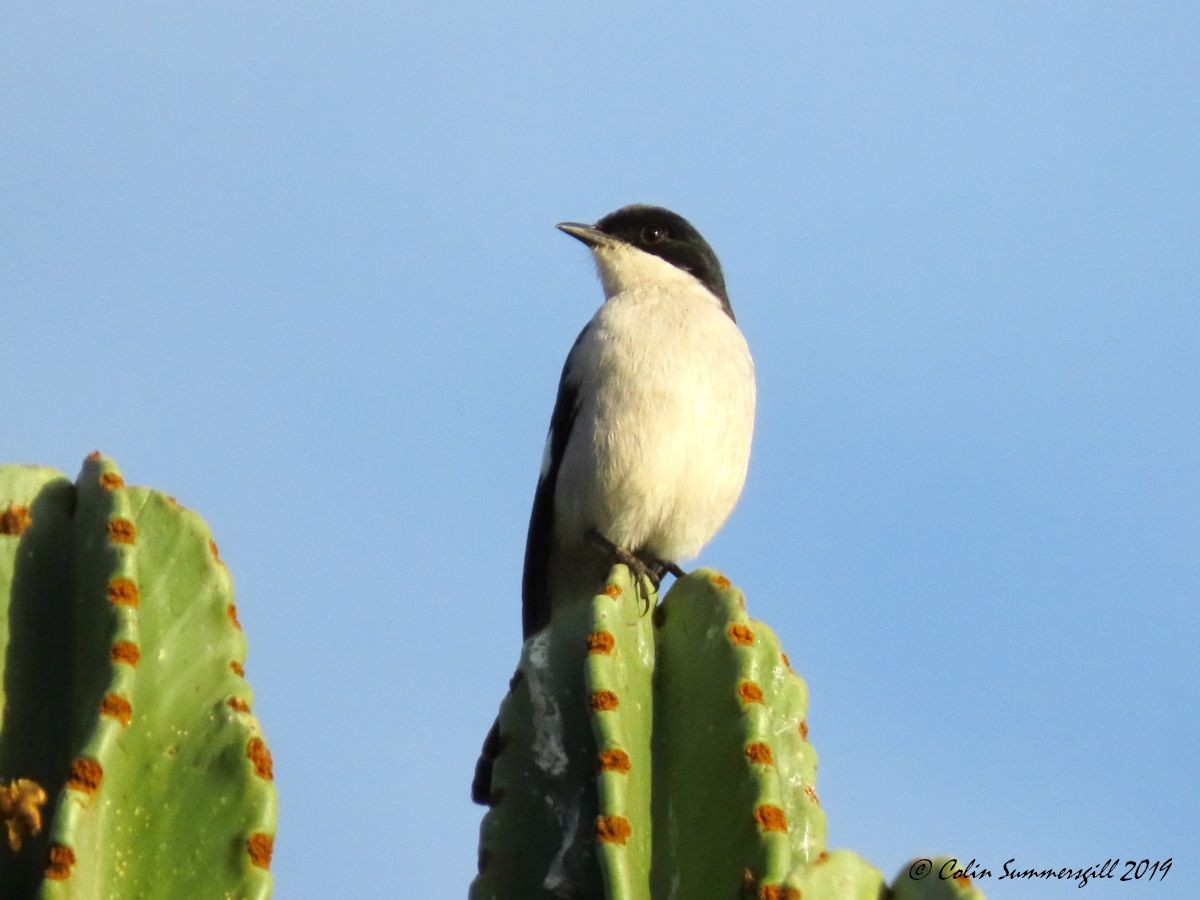 Fiscal Flycatcher - ML623867410