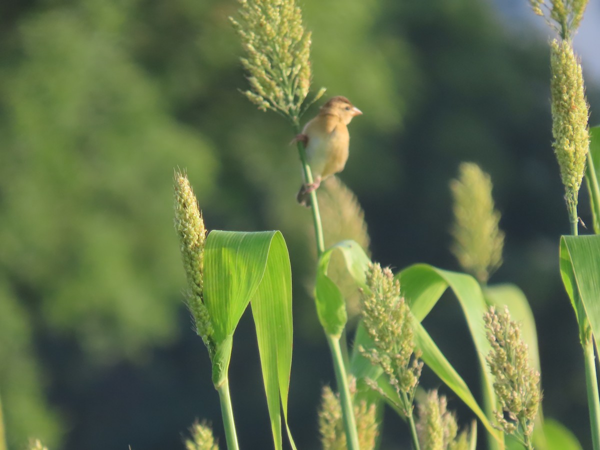 Baya Weaver - ML623867417