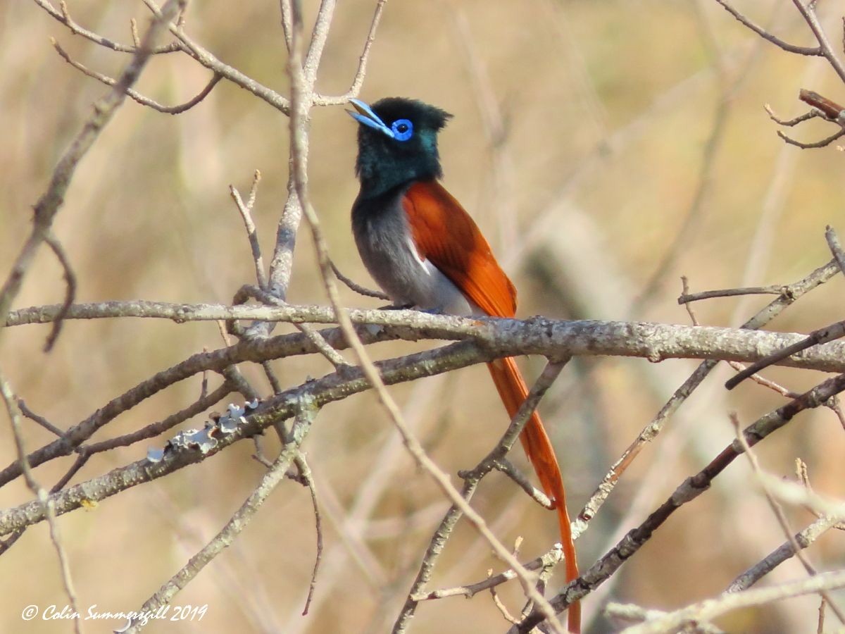 African Paradise-Flycatcher - ML623867418