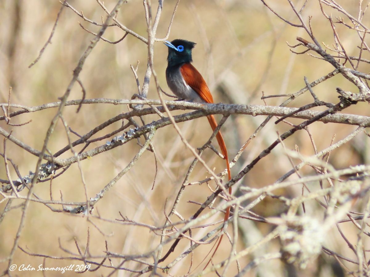 African Paradise-Flycatcher - ML623867419