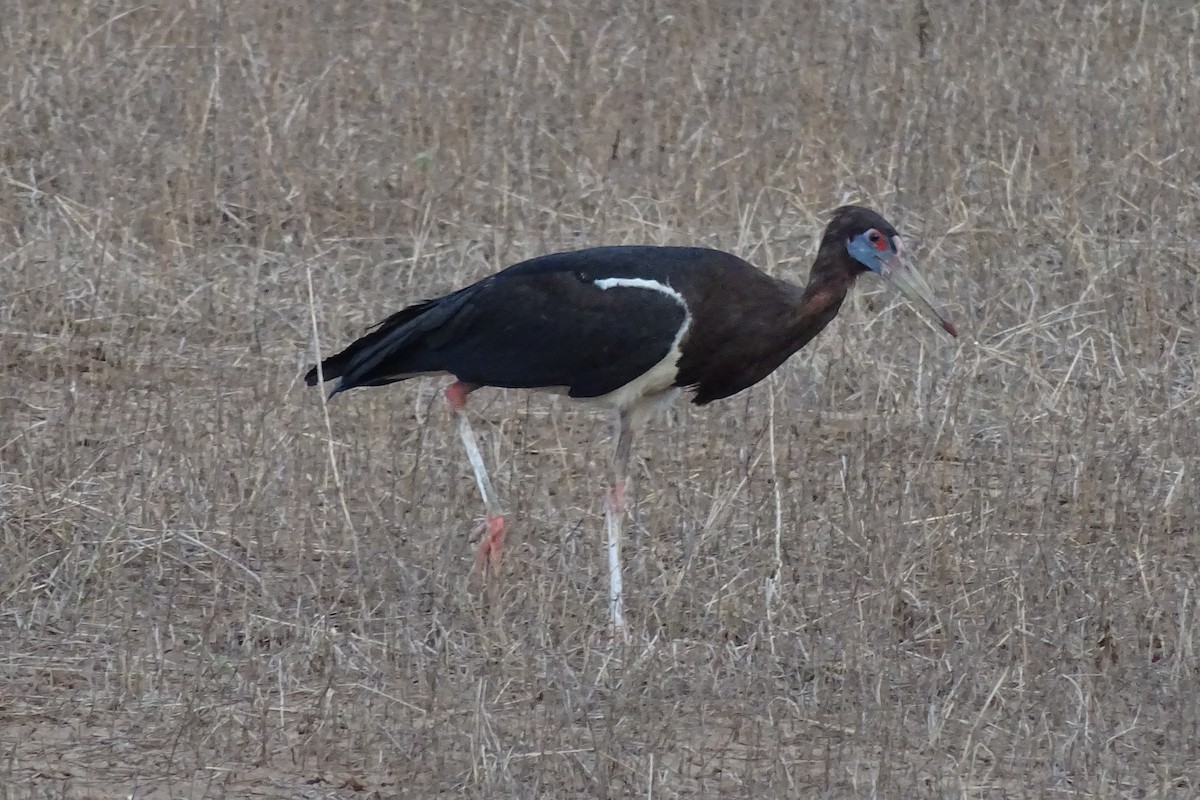 Лелека африканський - ML623867423