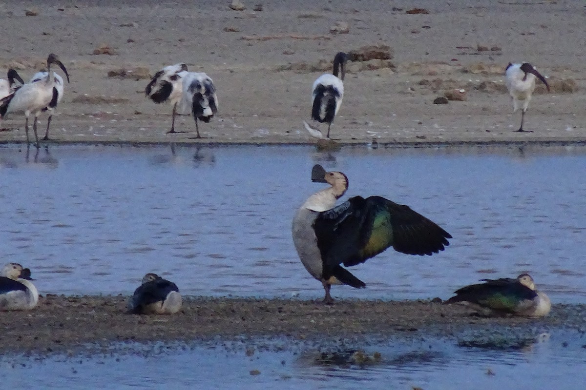 Качка шишкодзьоба - ML623867424