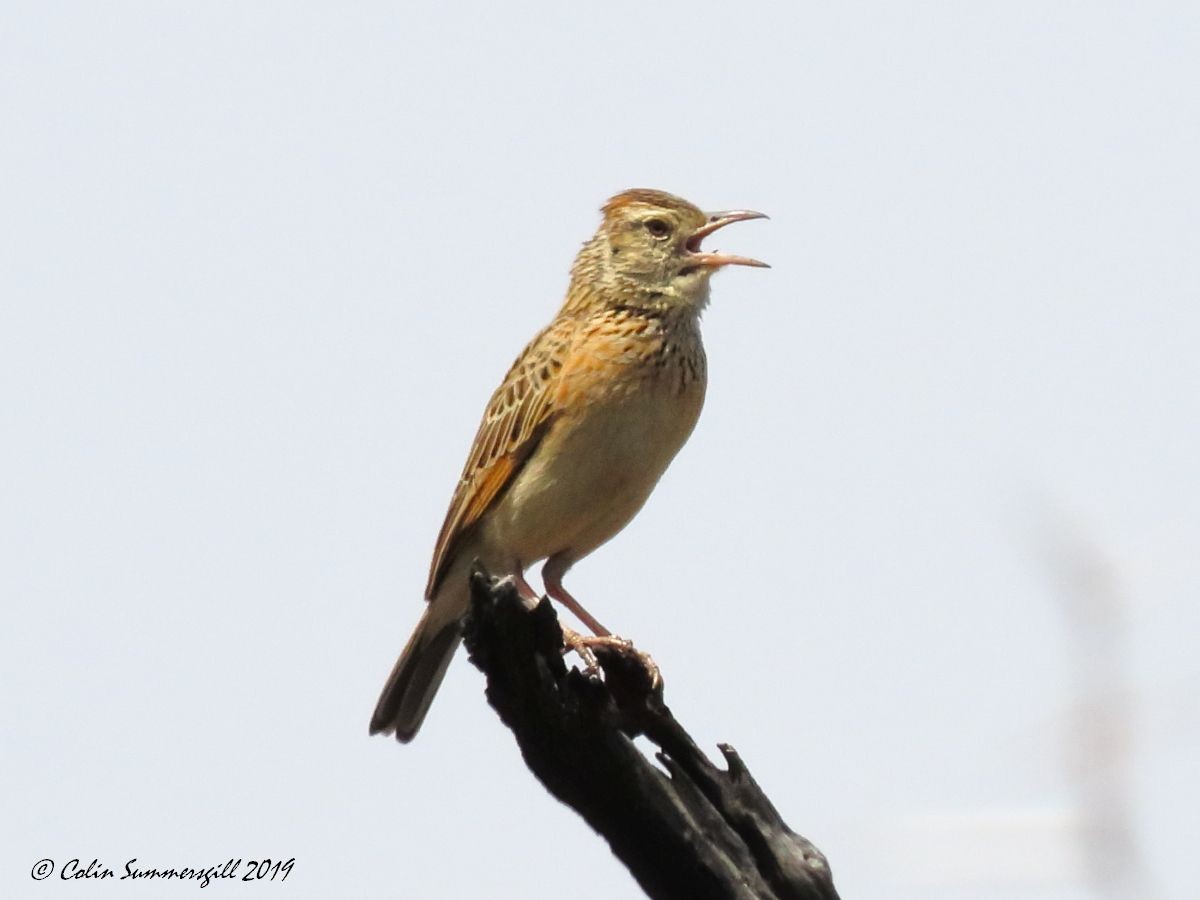 Rufous-naped Lark (Rufous-naped) - ML623867425