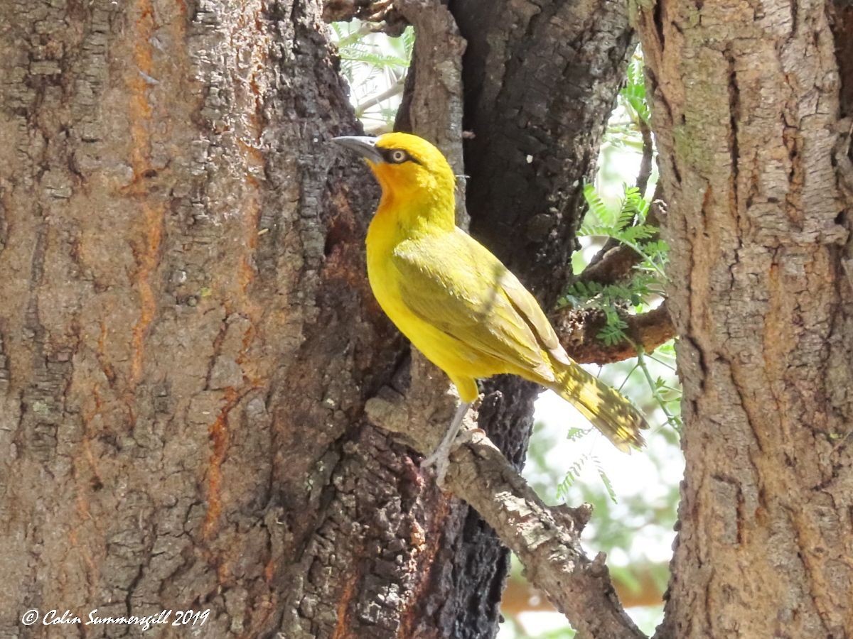 Spectacled Weaver - ML623867432