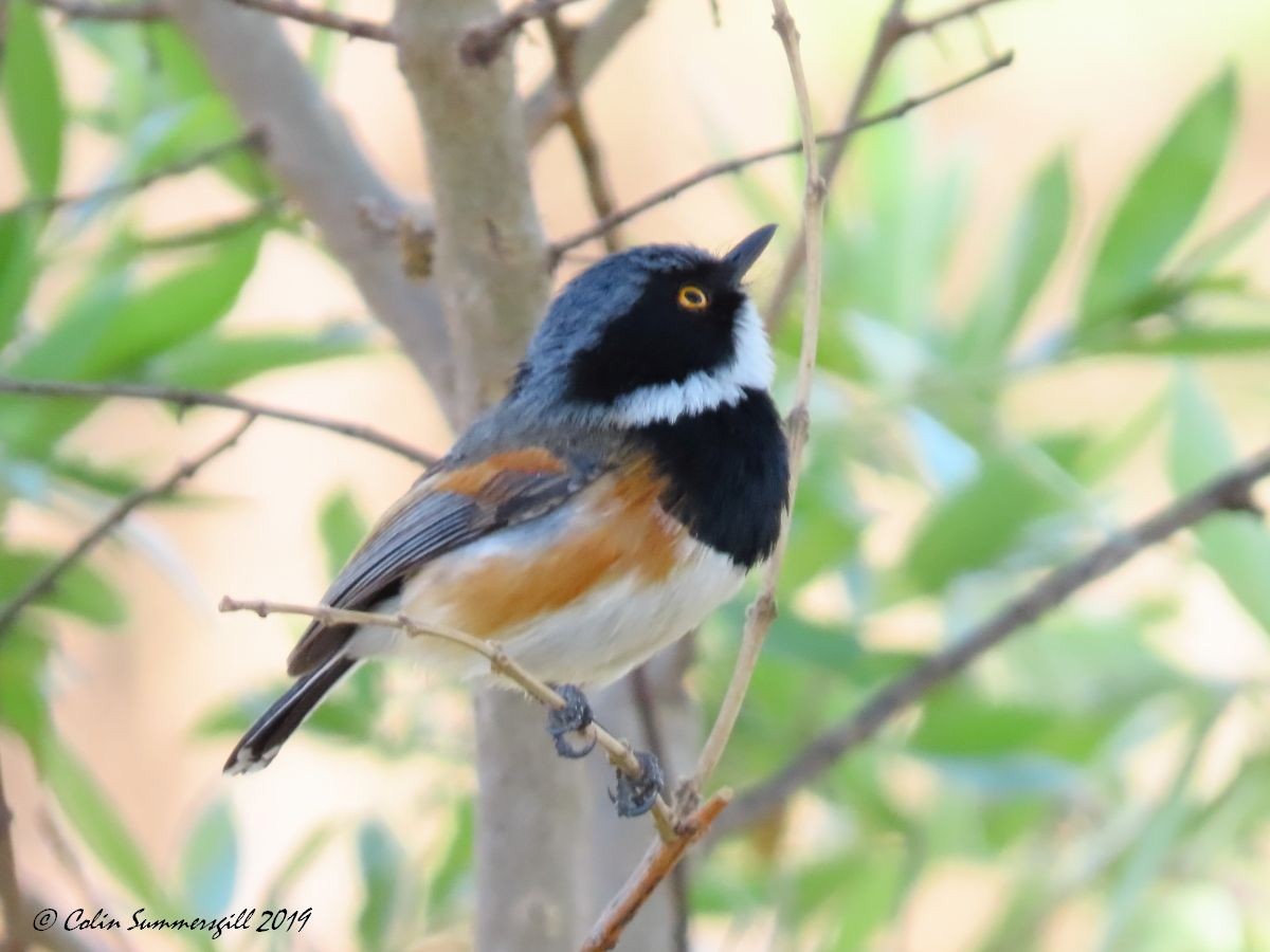 ムナグロセワタビタキ（capensis） - ML623867455