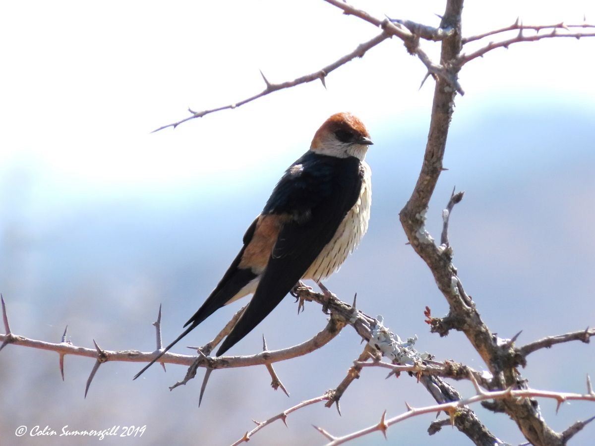 Greater Striped Swallow - Colin Summersgill