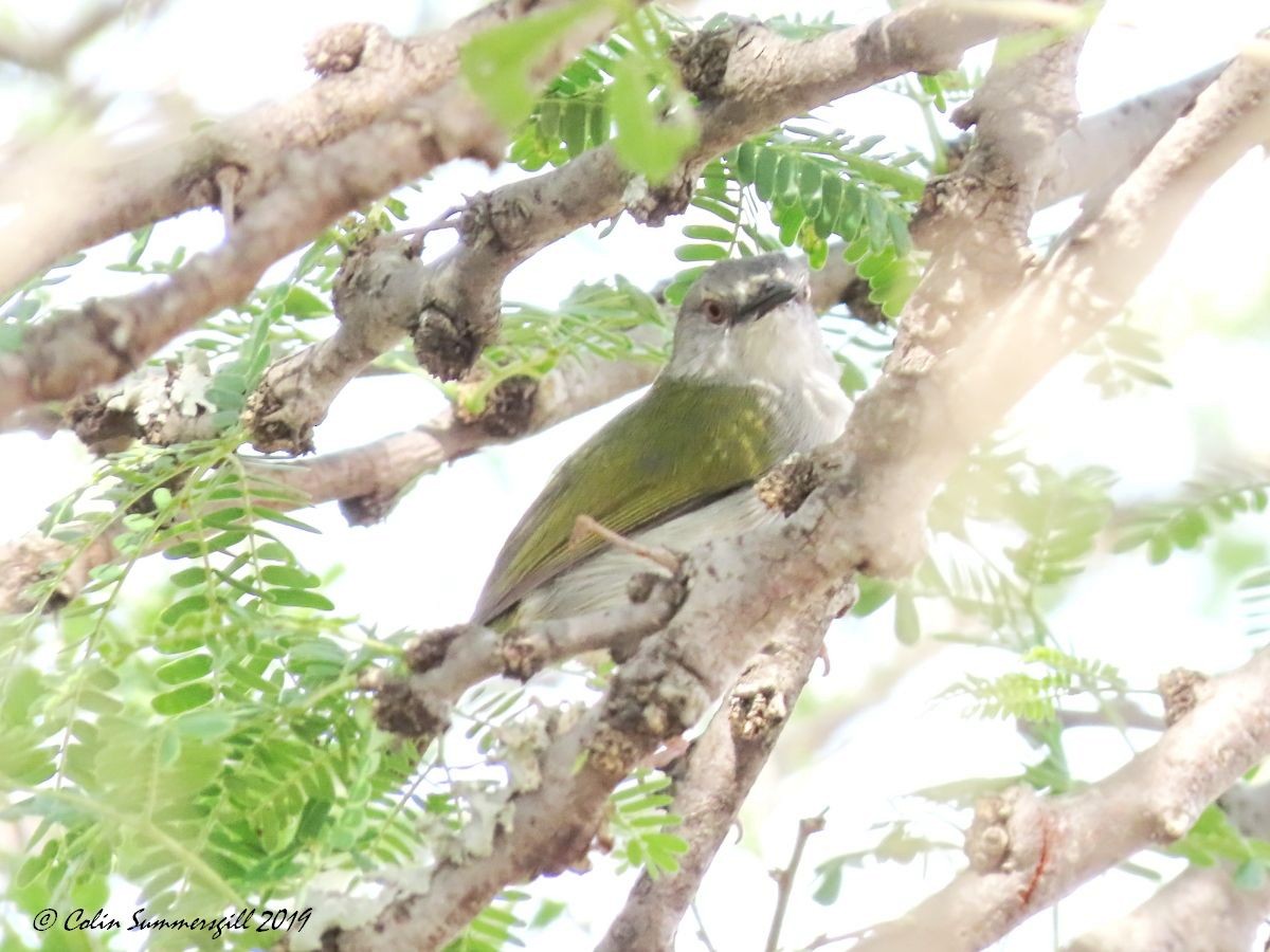 Green-backed Camaroptera (Green-backed) - ML623867474