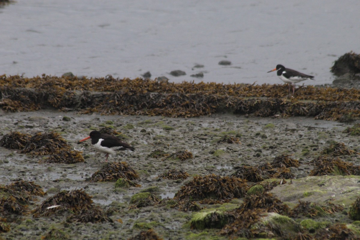 Eurasian Oystercatcher - ML623867482