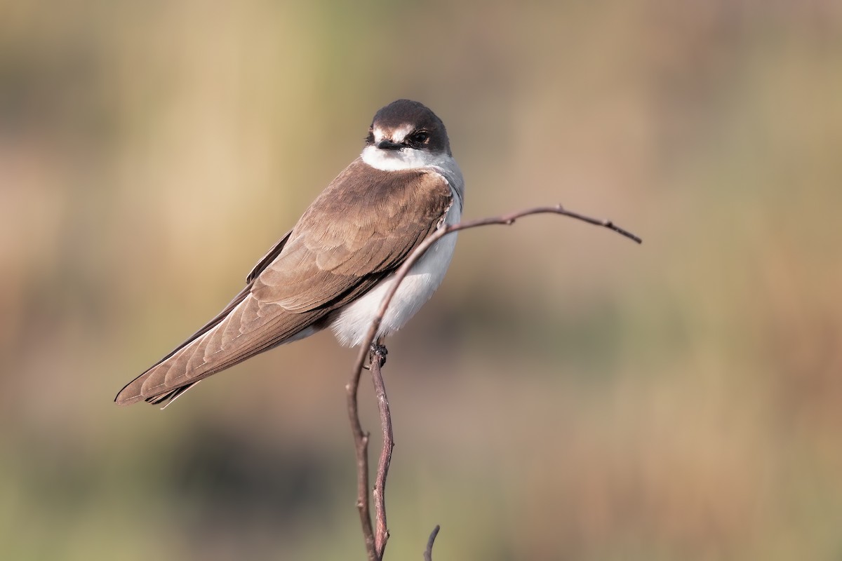 Banded Martin - ML623867487