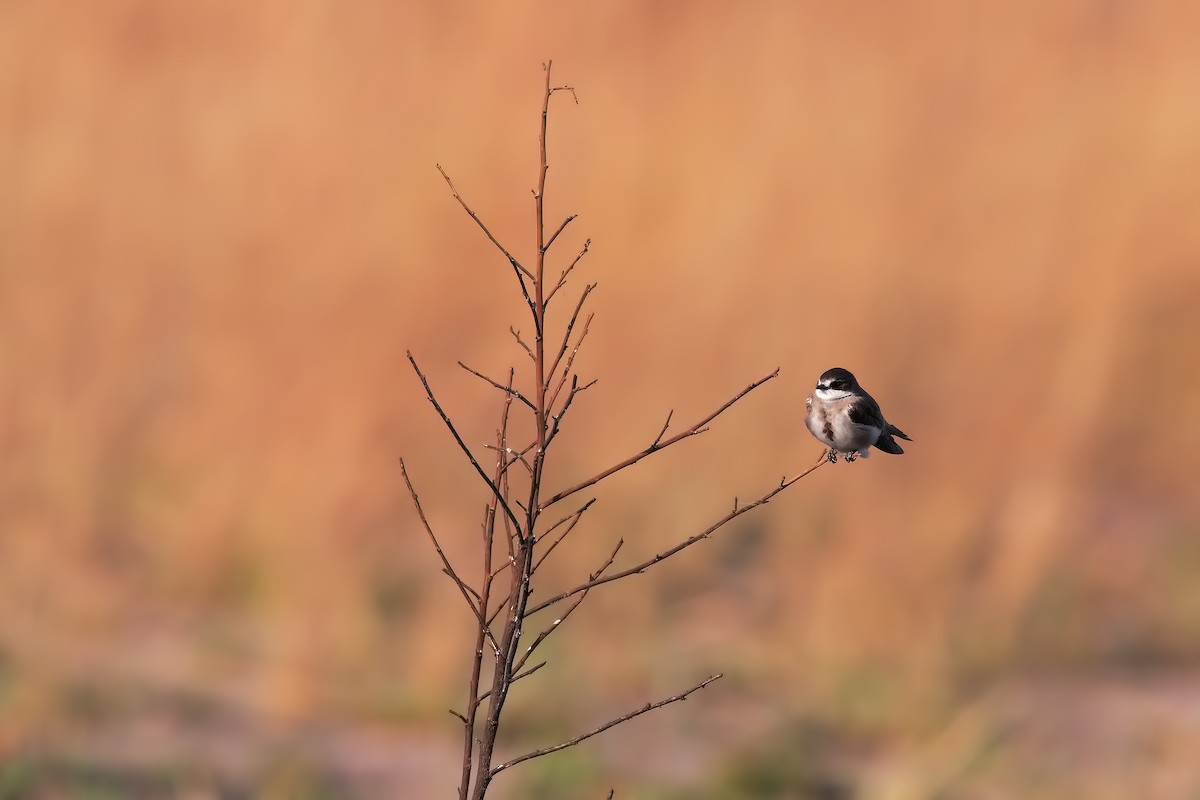 Banded Martin - Marco Valentini