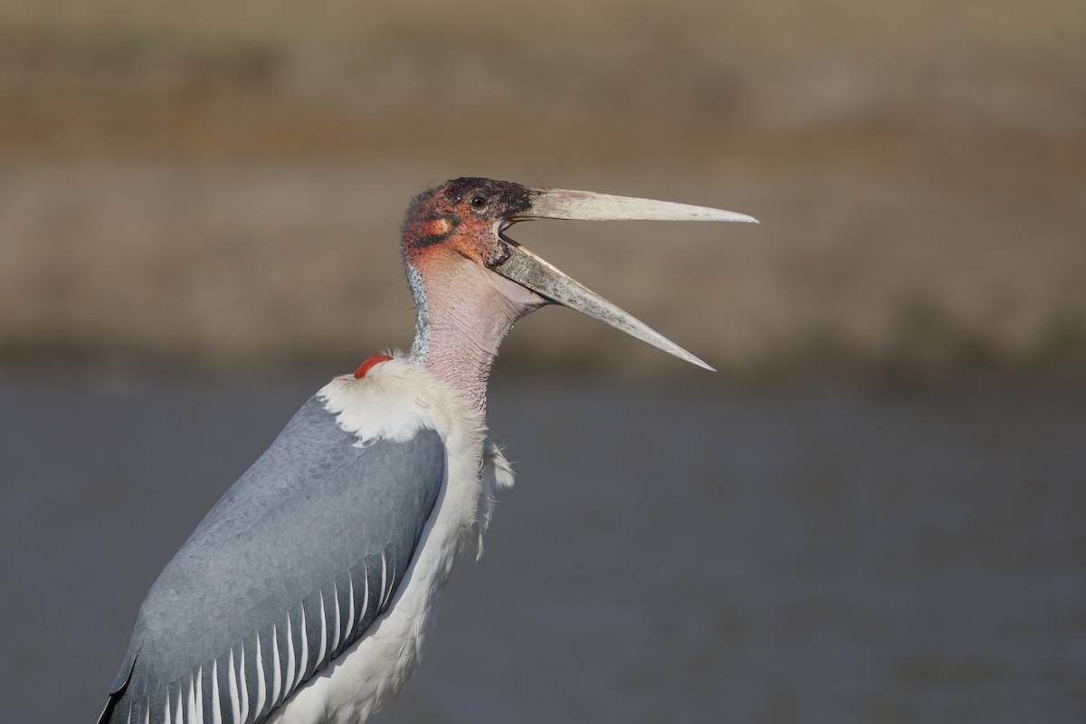 Marabou Stork - ML623867496