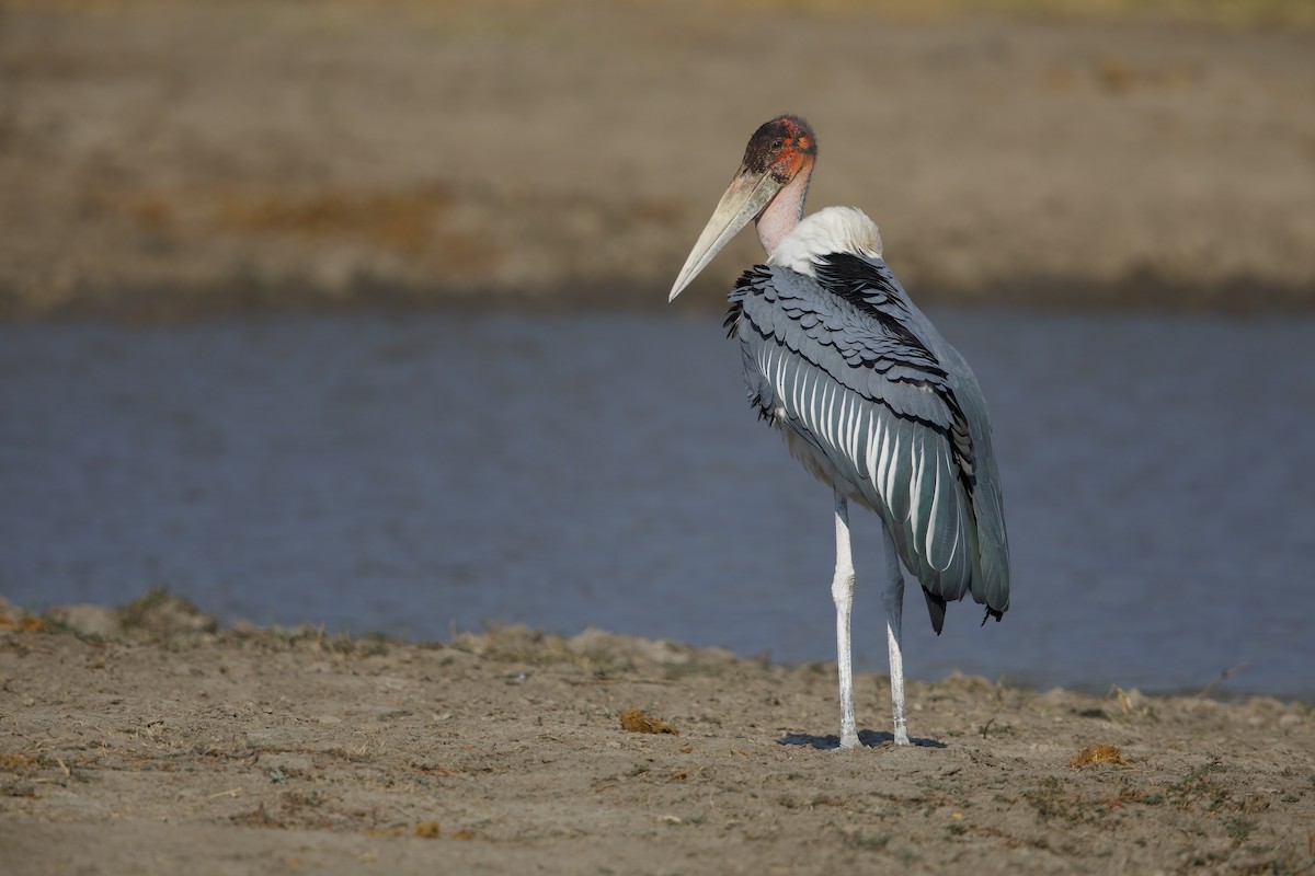 Marabou Stork - ML623867497