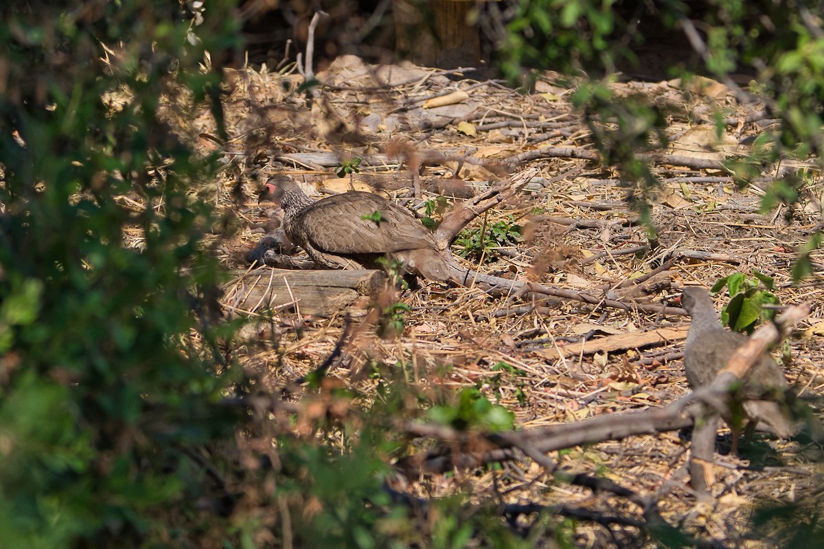 Red-billed Spurfowl - Nicola Marchioli