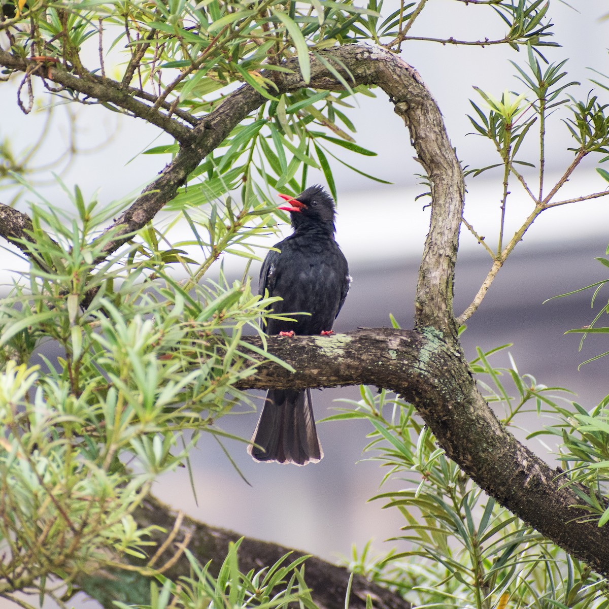 Black Bulbul - Liling Warren