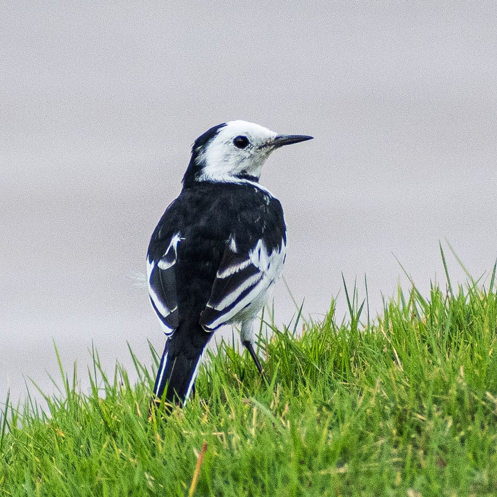 White Wagtail - ML623867527