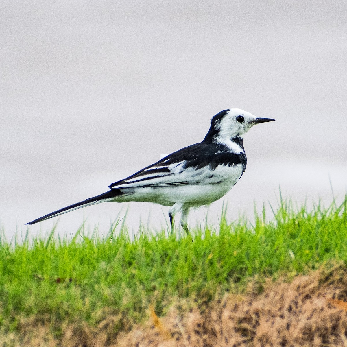 White Wagtail - ML623867529