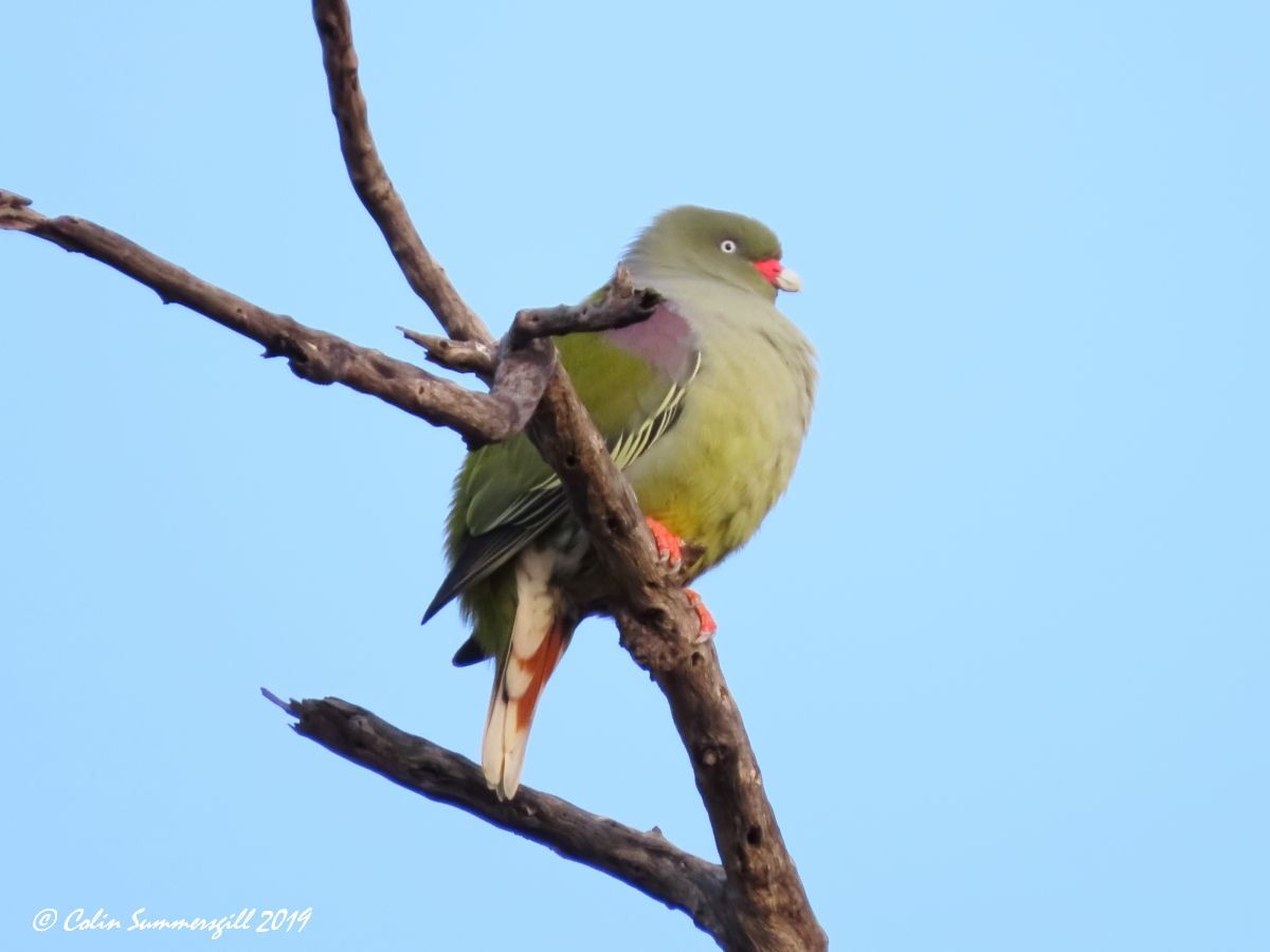 African Green-Pigeon - ML623867607