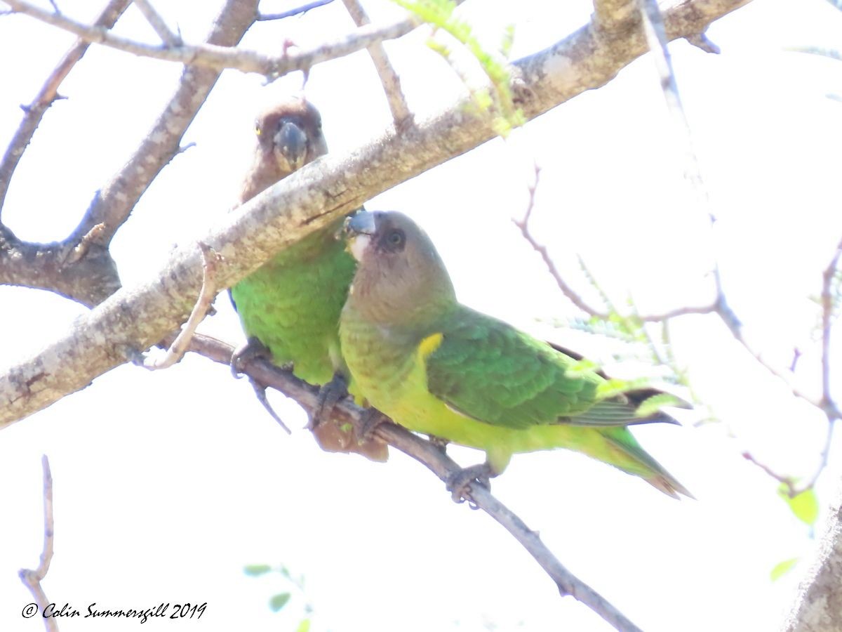 Brown-headed Parrot - ML623867608