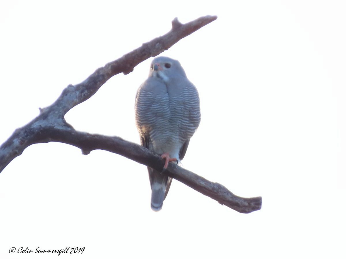 Lizard Buzzard - ML623867613