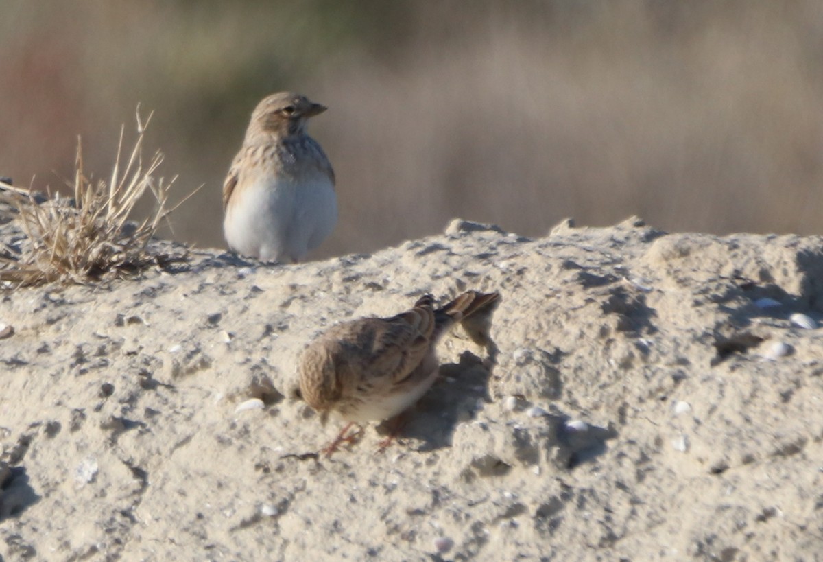 Turkestan Short-toed Lark - ML623867616