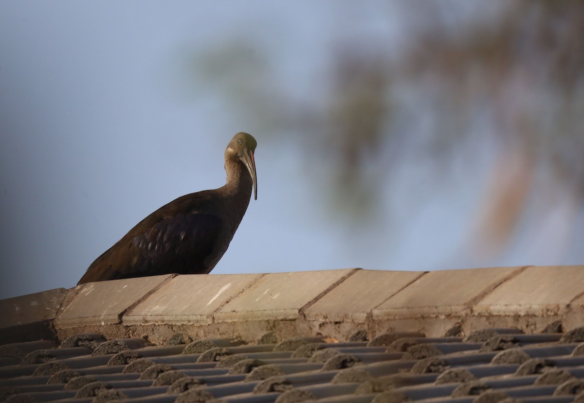 Hadada Ibis - ML623867618