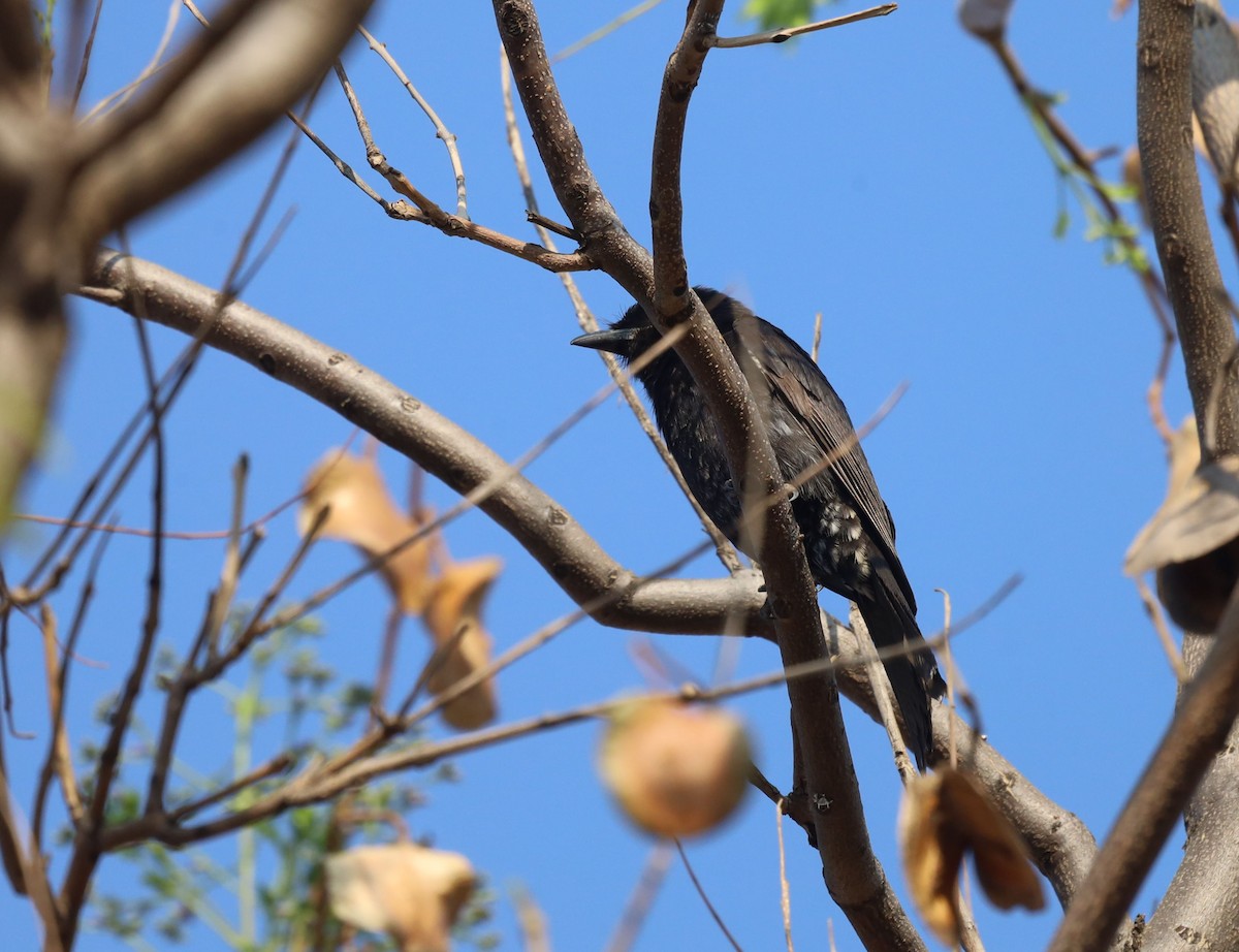 Drongo Ahorquillado - ML623867624