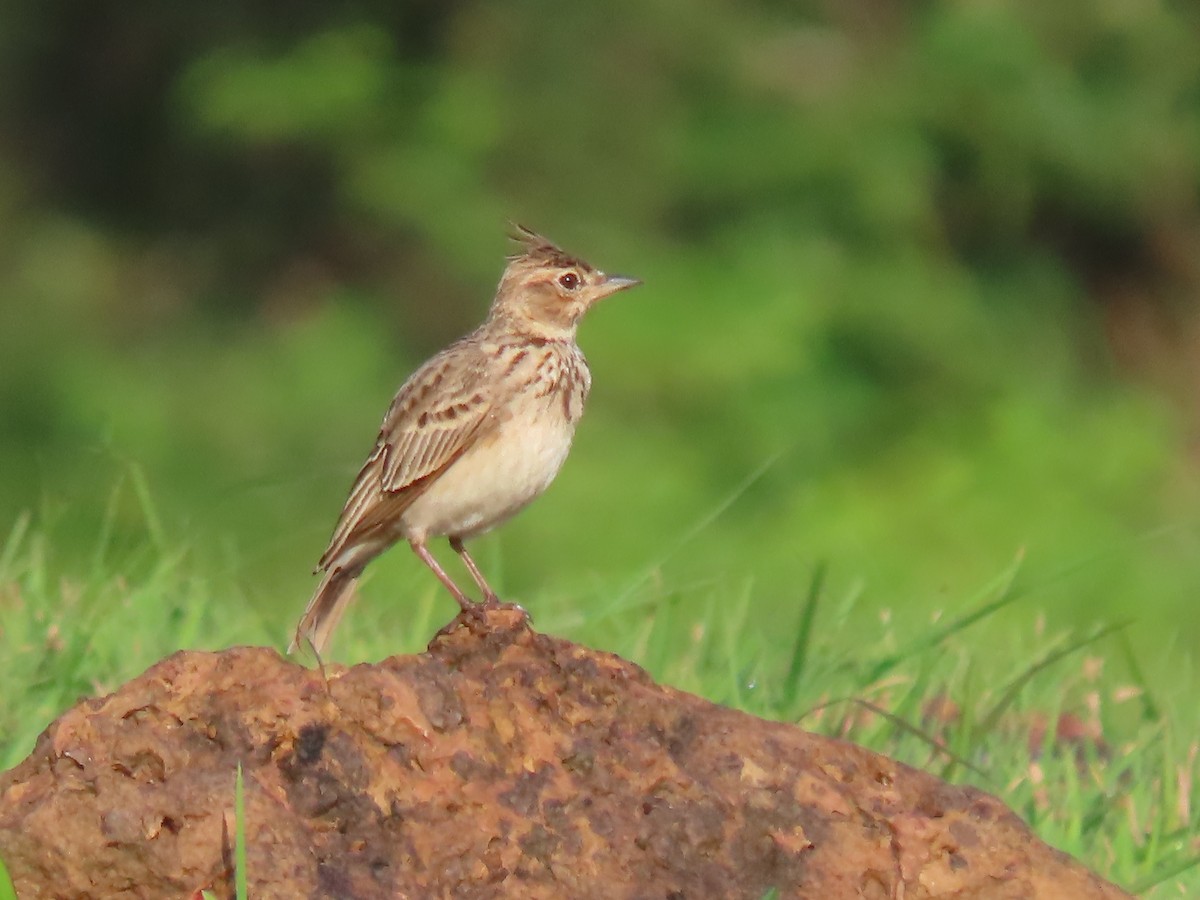 Malabar Lark - ML623867631