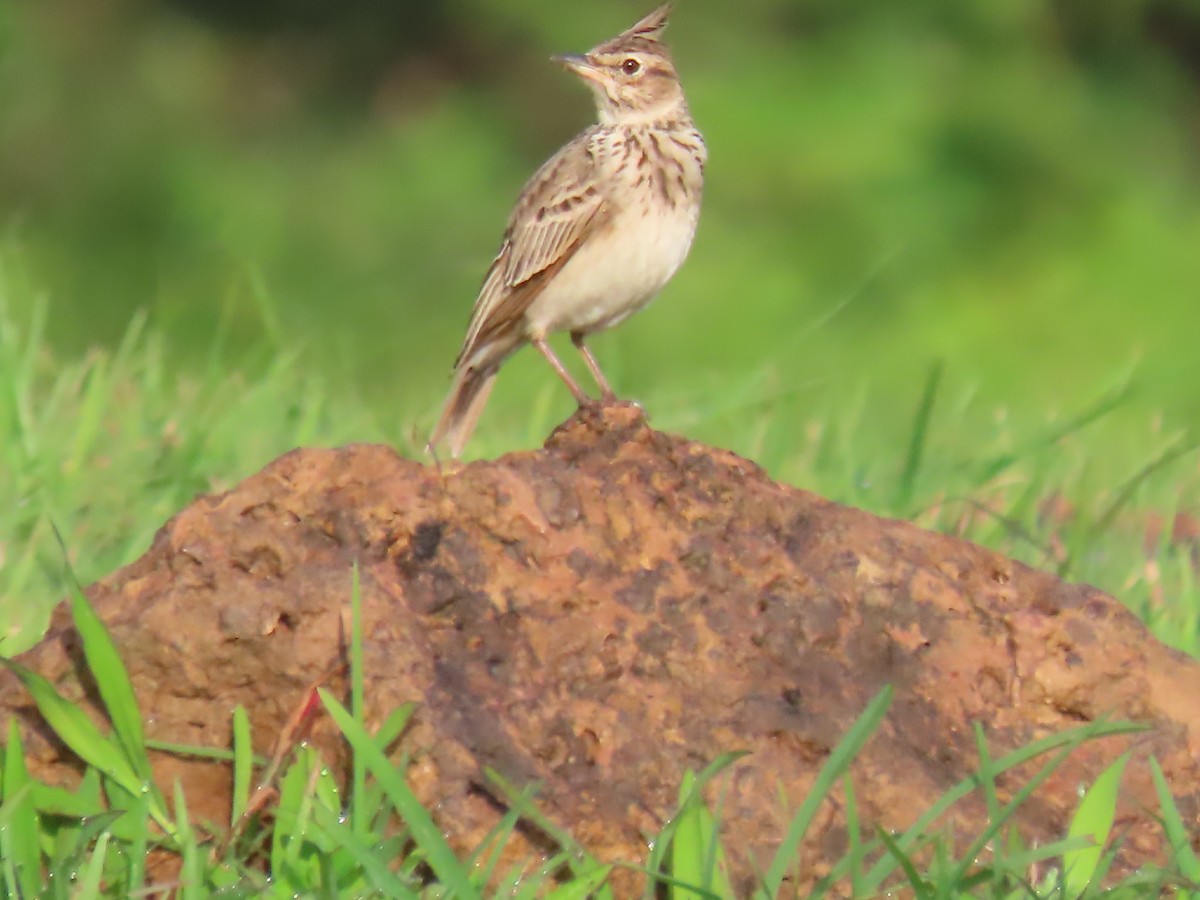 Malabar Lark - ML623867635