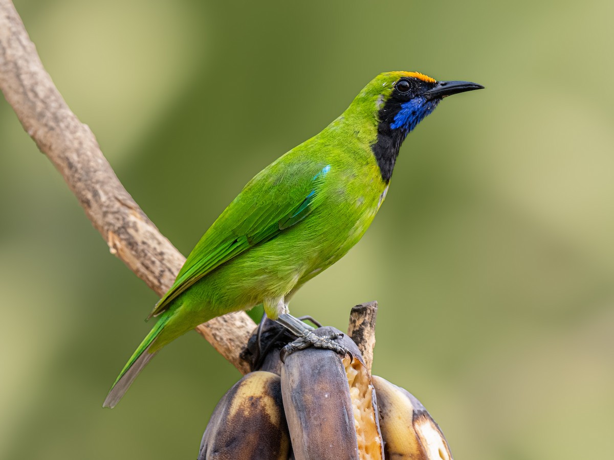 Golden-fronted Leafbird - ML623867649