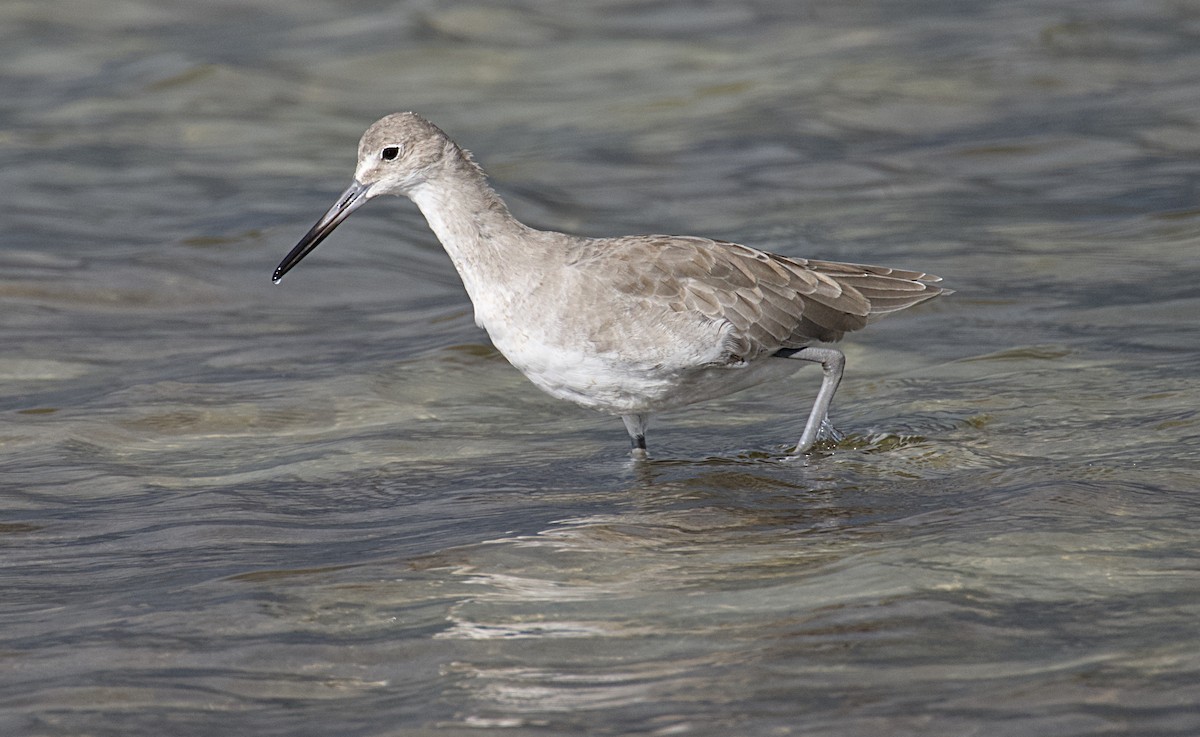 Willet - ML623867679