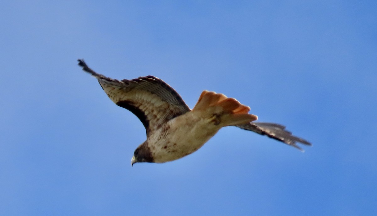 Red-tailed Hawk - ML623867702