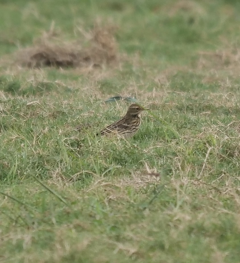 Red-throated Pipit - 蒋 聪怡