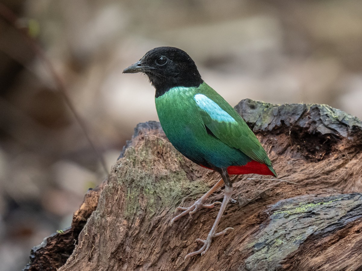 Eastern Hooded Pitta - ML623867736