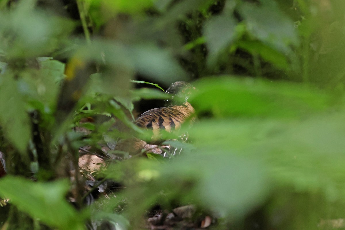 Red-billed Partridge - ML623867744