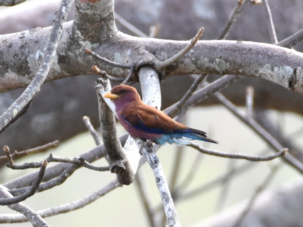 Broad-billed Roller - Jude Em