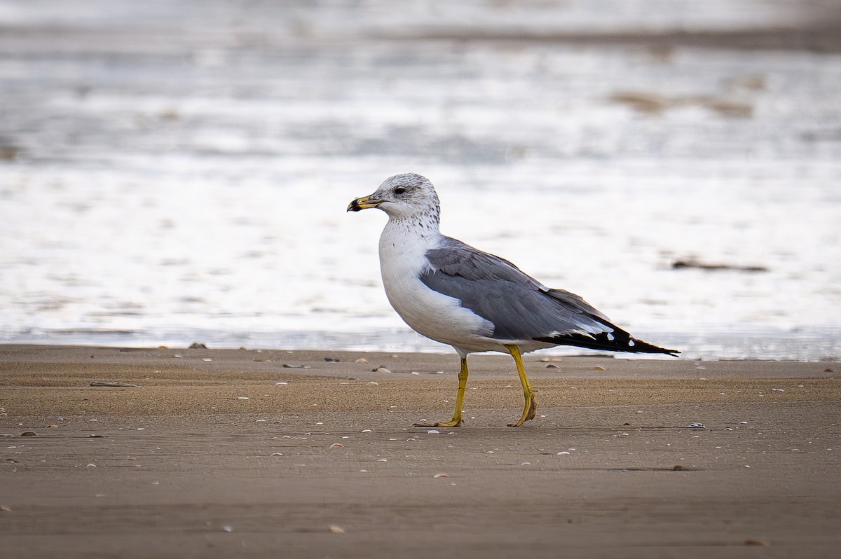 Armenian Gull - ML623867756