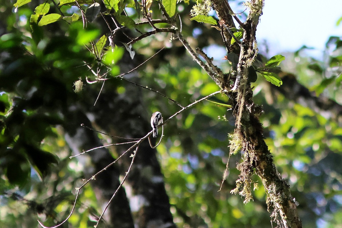 Bar-winged Flycatcher-shrike - ML623867757