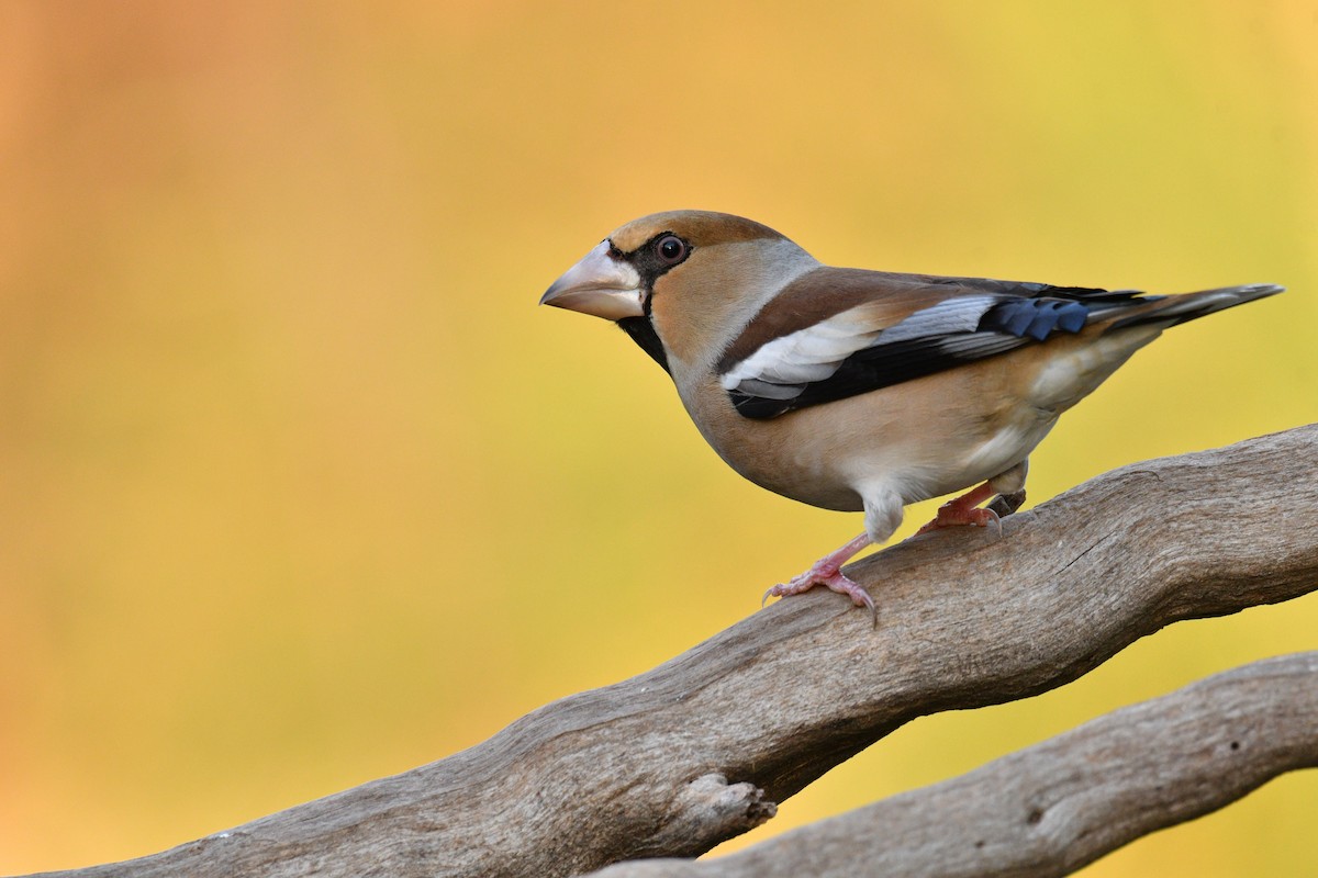 Hawfinch - ML623867761