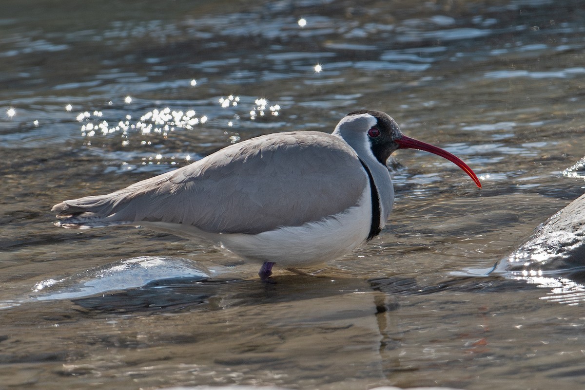 Ibisbill - ML623867781