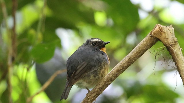 Snowy-browed Flycatcher - ML623867785